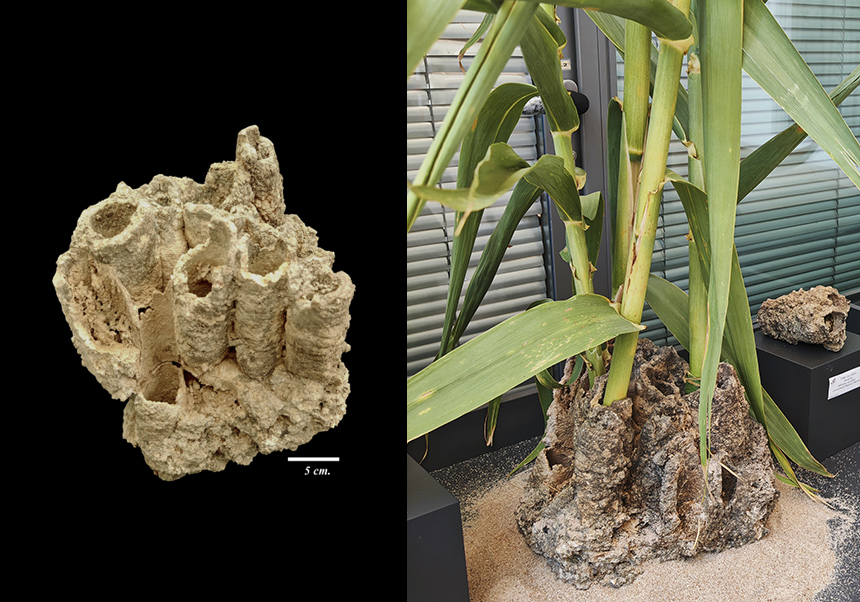 Tobas calcáreas de cañas (<em>Arundo</em> sp.) - Julio